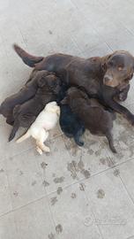 Labrador