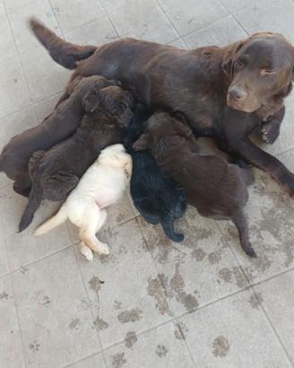 Labrador