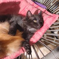 Gattino nero pelo lungo incrocio sacro di Birmania