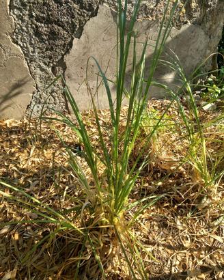 PIiante Erba della Pampa ( Cortaderia Selloana) 