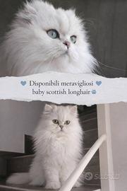 Cuccioli Scottish aspettano famiglia affettuosa