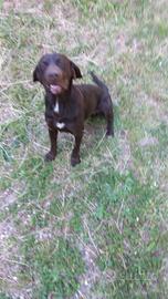 Bracco pointer cane da tartufo
