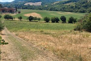 Terreno agricolo adatto alla coltivazione