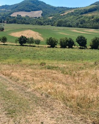 Terreno agricolo adatto alla coltivazione