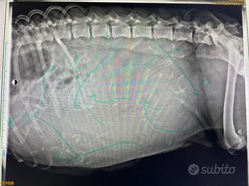 Cuccioli golden retriever inglesi