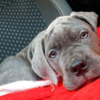 Cuccioli Cane Corso -Super Selezionati-