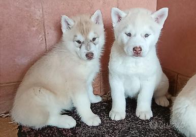 Siberian husky 60 giorni