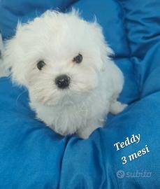 Cucciolo maltese coreano