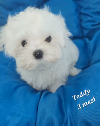 Cucciolo maltese coreano