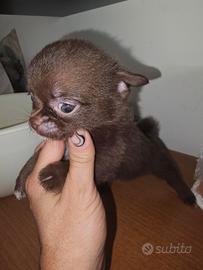 Chihuahua