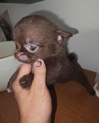 Chihuahua