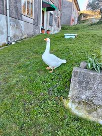 Oche e faraone