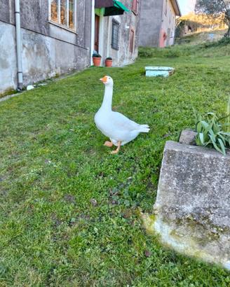 Oche e faraone