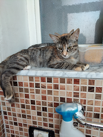 Gattini trovatelli 4 mesi