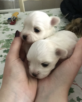 cucciolo di maltipoo toy di 2 mesi