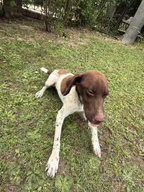 Bracco Pointer per Tartufi