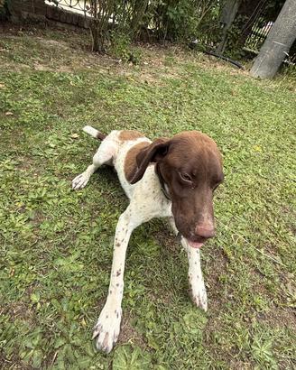 Bracco Pointer per Tartufi