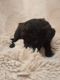 Cuccioli ba