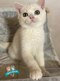 Scottish Straight British Shorthair Enfi