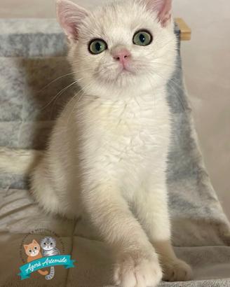 Scottish Straight British Shorthair Enfi