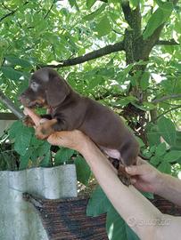 Bassotto cioccolato cuccioli