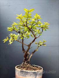 Bonsai