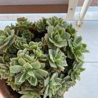 Echeveria pianta grassa