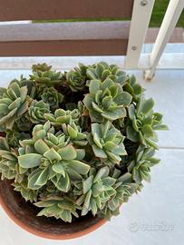 Echeveria pianta grassa