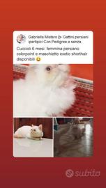 Persiana adulta colourpoint