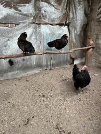 Tris di Barbute di Turingia