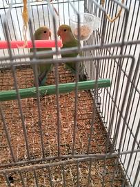 Inseparabili