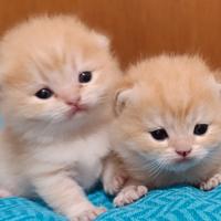 British shorthair Golden