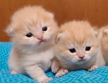 British shorthair Golden