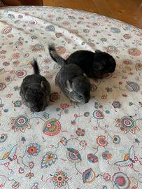 Cuccioli di Cincilla'