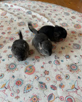 Cuccioli di Cincilla'