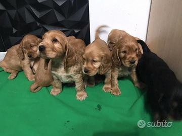 Cuccioli di Cocker Spaniel