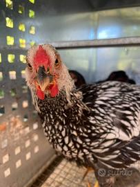 Gallo wyandotte