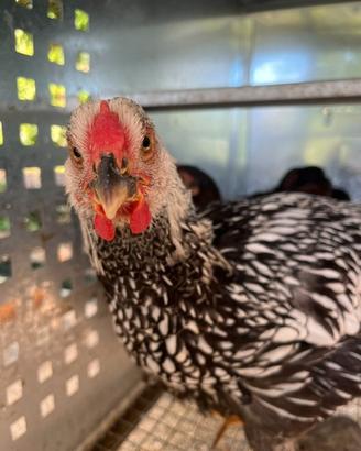 Gallo wyandotte