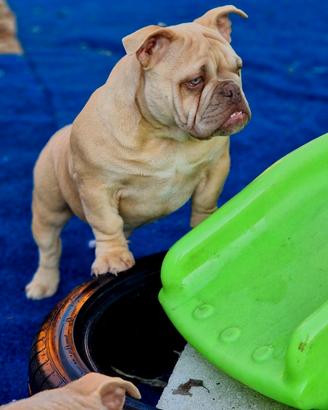 American bully
