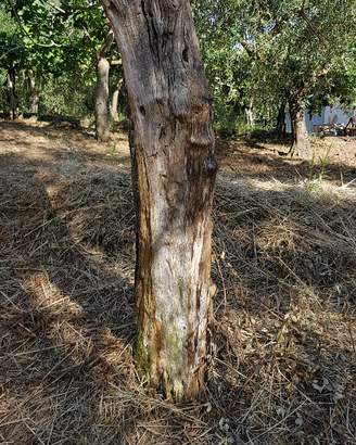Piante di ulivo