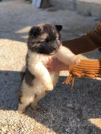 Akita Americano maschio