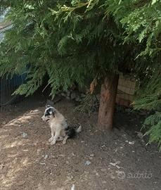 Border Collie