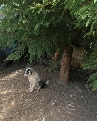 Border Collie