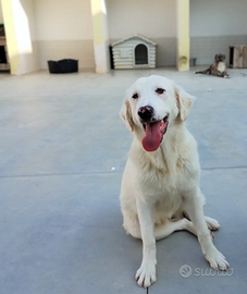 Una famiglia per Nix