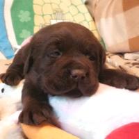 LABRADOR retriever chocolate
