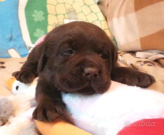 LABRADOR retriever chocolate