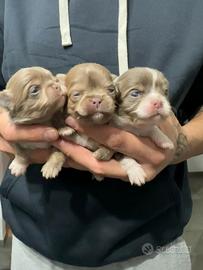 Cuccioli chihuahua lilac pelo lungo pedigree