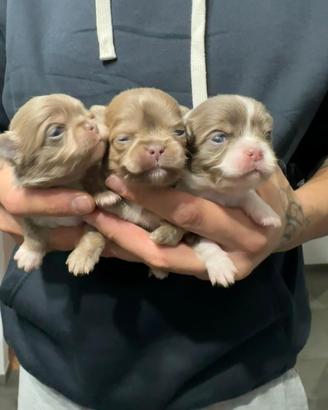 Cuccioli chihuahua lilac pelo lungo pedigree