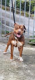 Pitbull