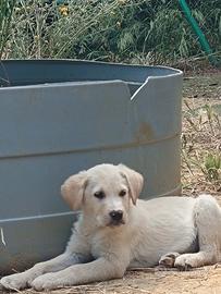 Labrador mix Border Collie , Borador